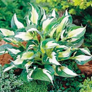 Хоста Вихрушка тъмно зелена с бял център - Hosta whirlwind Хоста Вихрушка тъмно зелена с бял център - Hosta whirlwind