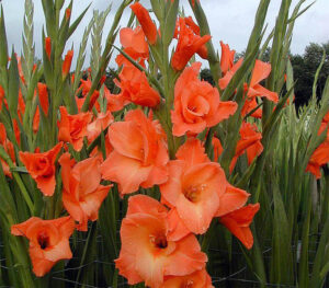Гладиол оранжев с червено гърло - Gladiolus Peter Pears