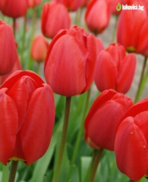 Лале многогодишно цъфти без да изчезва поне 10 години - Tulip oxford