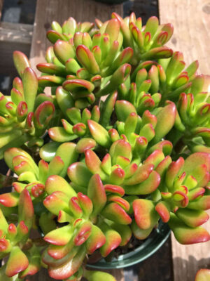 Красула трицветна - дървото на живота или дървото на парите - Crassula tricolor
