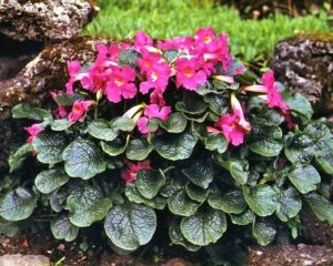 Инкарвилея против картици градинското каменно цвете - Incarvilea grandiflora