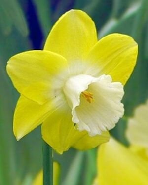 Нарцис нестандартен със супер едър 10 см. лимонен цвят и бяла лула - Narcissus Cairngorm