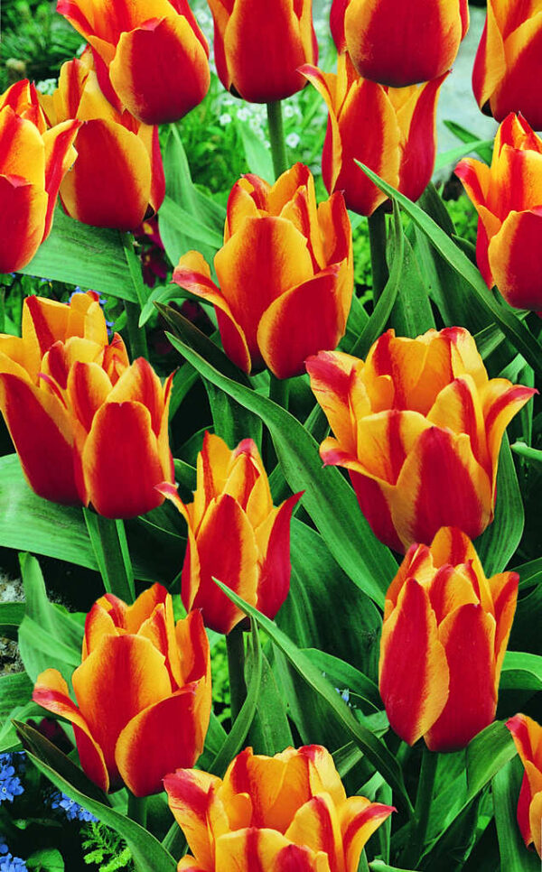 Лале драматично красиво многогодишно и не изчезва в градината - Tulip gregii cape cod