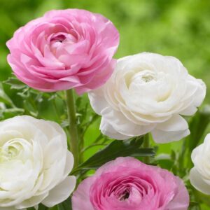 Ранункулус розово с бяло смес - Ranunculus pink and white mix