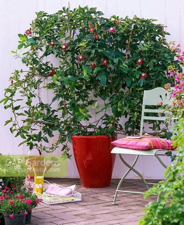 Ароматна увивна пасифлора с червени 12 см. цветове награден сорт - Passiflora Alata (Winged stem passion fruit)