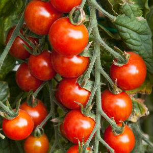 Домат висящ Топси Том до 300 доматчета на растение - Tomato Topsy Tom