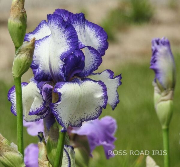 Ирис Дързост изключително екстравагантен с къдрави краища - Iris germanica bold print