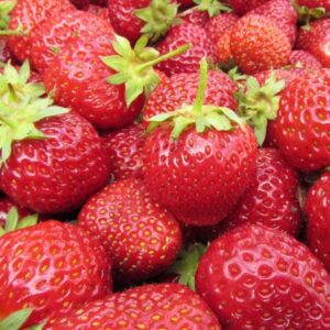 Ягода ранна Елсанта най - ароматна и едроплодна - Strawberry Elsanta Fragaria