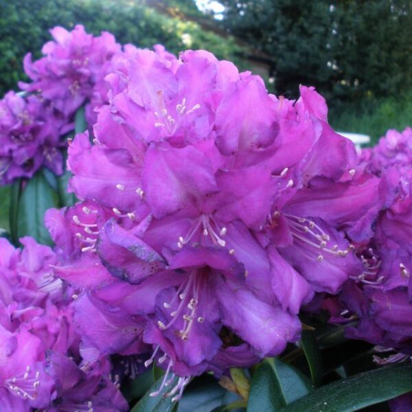 Рододендрон тъмно лилав - Rhododendron catawbiense
