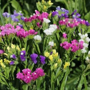 Лимониум синуатум смес 100 броя семена или средиземноморска лавандула - Limonium sinuatum mix Лимониум синуатум смес 100 броя семена или средиземноморска лавандула - Limonium sinuatum mix