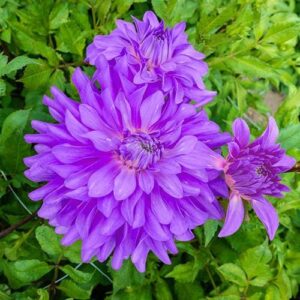 Най-синята далия с кичести цветове - Dahlia Bluetiful Най-синята далия с кичести цветове - Dahlia Bluetiful