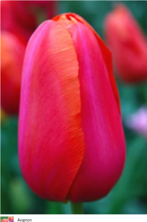 Лале елегантно Авиньон в розово-червено и оранжево - Tulip Avignon