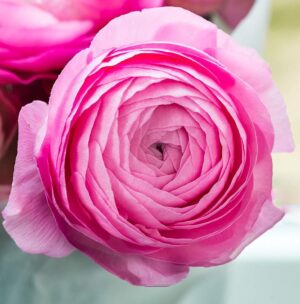 Ранункулус многогодишен с неувяхващ розов цвят - Ranunculus pink