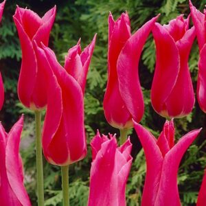 Елегатно малинено лилиевидно лале с едър цвят не изчезва през годините - Tulip Mariette