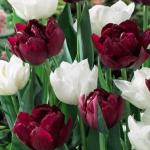 Лале кичеста колекция сметана и малини - Tulip double pink or red and white mix
