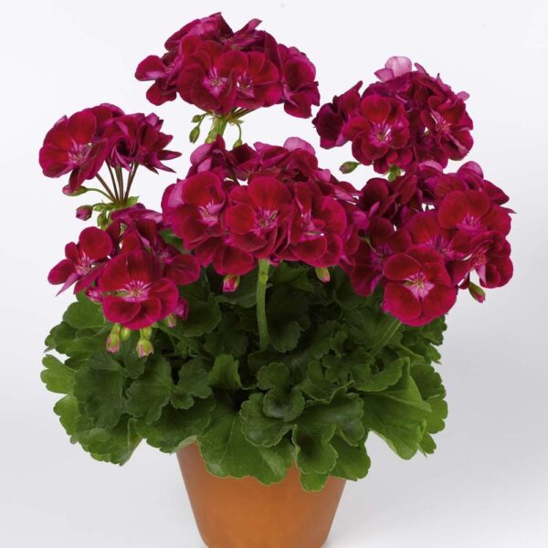Мушкато двуцветно Феята на цветовете Велвет - Pelargonium Flower Fairy Velvet