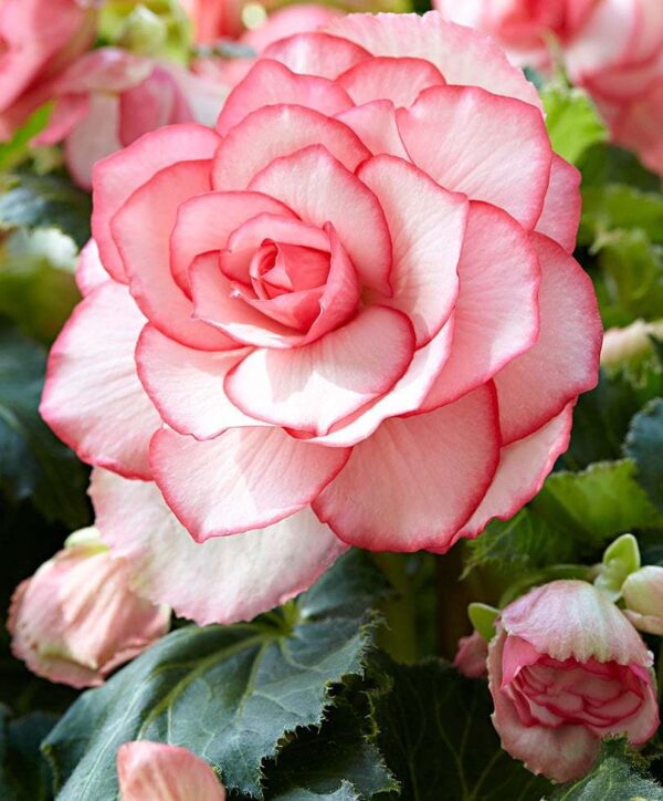 Приказно красива кичеста Бегония с цвят на роза за сянка - Begonia bouton de rose