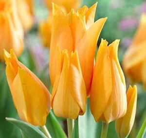 Лале тройно Престанс Шогун истинско вълшебство в градината - Tulip Praestans shogun 5 Лале тройно Престанс Шогун истинско вълшебство в градината - Tulip Praestans shogun 5