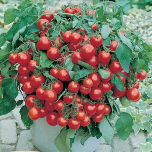 Домат висящ сорт подходящ и за саксии много сладък - Cherry tomato Tumbler