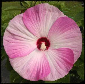 Хибискус с огромен 20 см цвят розово с бяло - Hibiscus Luna pink swirl