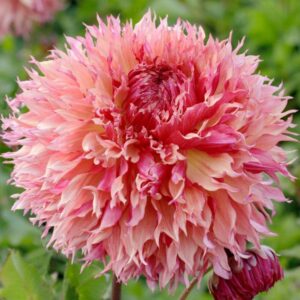 Далия Мъртъл 20 см. цвят на залязващо слънце - Dahlia Myrtle's Folly Далия Мъртъл 20 см. цвят на залязващо слънце - Dahlia Myrtle's Folly