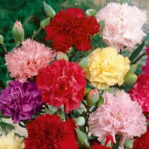Карамфил ароматен къдрав зимоустойчив Шабо - Dianthus Chabaud double mix Карамфил ароматен къдрав зимоустойчив Шабо - Dianthus Chabaud double mix