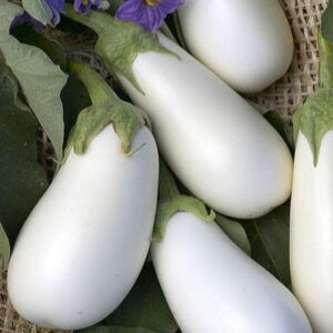 Патладжан най-полезният без горчивина сорт Клара - Eggplant Clara F1