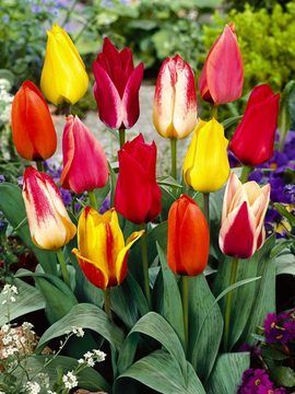 Лалета Греги остават в градината с десетки години и подходящи и за саксии - Tulip Greigii mix