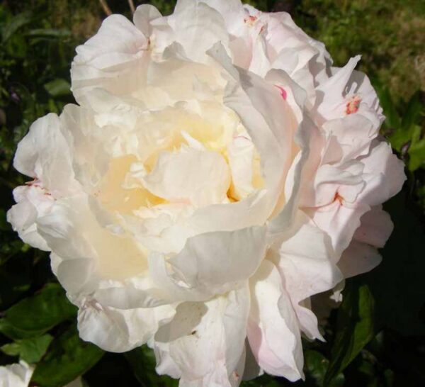 Божур ароматен трицветен бял с розово и жълто - Paeonia lactiflora Shirley Temple