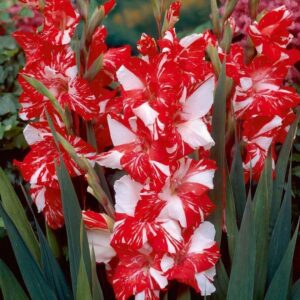 Гладиол двуцветен мартеницата Зизан - Gladiolus Zizanie
