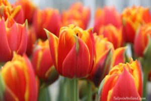 Кичесто лале кръстосан огън - Tulip Crossfire