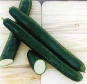 Краставица за ценители и професионалисти с 35 см дължина и без горчивина - Cucumber Tex F1 long dutch type for greenhouse