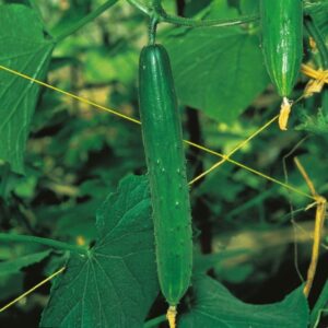 Най-плодовитият сорт краставица без горчивина - cucumber Murz burpless type
