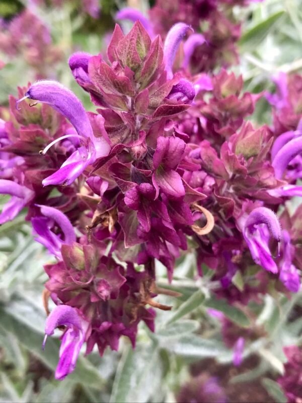 Единственият многогодишен ароматен храст с лилави цветове и сребристи листа - Salvia Lancelot