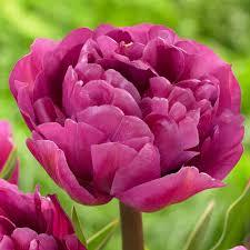 Лале кичесто лилавата раница - Tulip Backpacker