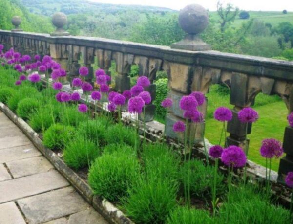 Алиум сензация 5 броя с уникален пурпурно лилав цвят и не изчезва - Allium purple sensation