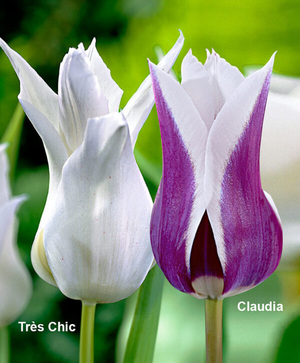 Лале шикозно бяло и много нежно - Tulip tres chic