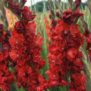 Гладиол Уфа с къдрави ярко червени цветове - Gladiolus Ufa