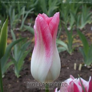 Лале елегантно Холандски шик - Tulip Holland chic
