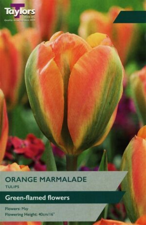Лале Оранжев мармалад с цвят на папая - Tulip Orange Marmalade