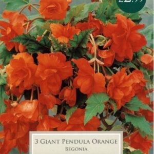Бегония висяща каскадна оранжева - Begonia pendula orange