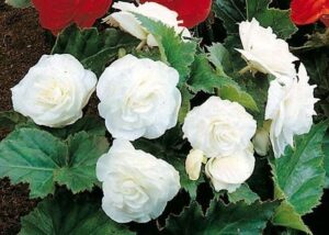 Бегония нон стоп цъфтяща елегантна и бяла - Begonia non stop white
