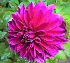 Далия едроцветна лилава Вавилон цъфти до първа слана - Dahlia babylon purple