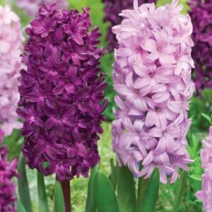 Зюмбюл Боровинки и сметана смес - Hyacinth purple and pink mix
