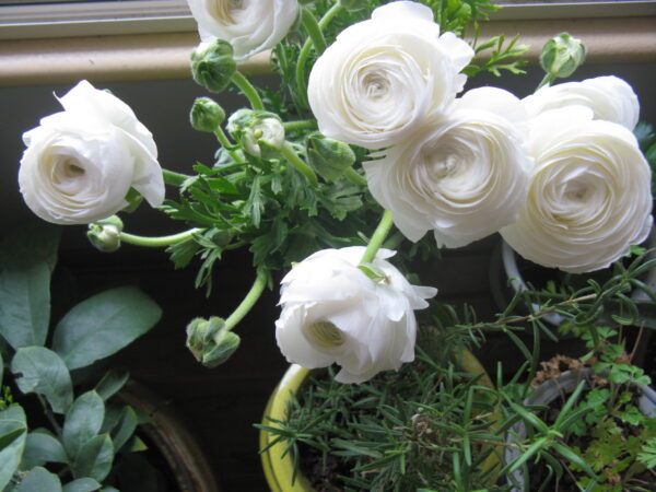 Ранункулус бяла невинност - Ranunculus white