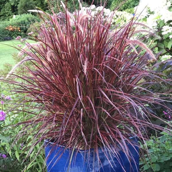 Най-красивата и бързорастяща червена трева фаворит на градинарите в саксия 15 см - Pennisetum red
