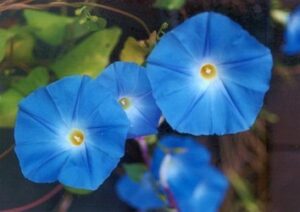 Грамофонче божествено синьо най-едроцветното увивно - Ipomoea Heavenly blue