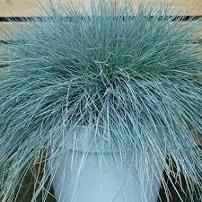 Фестука вечнозелена многогодишна синя трева най-лесна за отглеждане семена - Fеstuca valesiaca glaucantha Buddy Blue