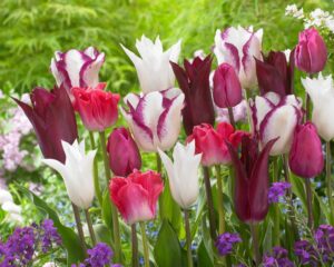 Лале лиевидно Лилаво сърце в лилаво-винен цвят - Tulip purple heart