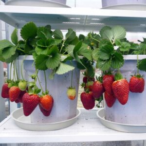Ягоди фантастично ароматни четири сезона за балкони и сандъчета - Strawberry 4 seasons